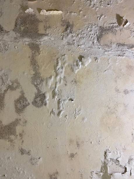 Best Mold Remediation for Specific Building Types in Town Creek, AL