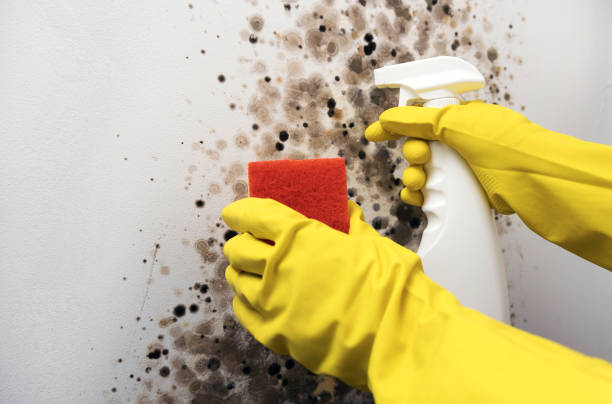 Best Crawl Space Mold Remediation in Town Creek, AL