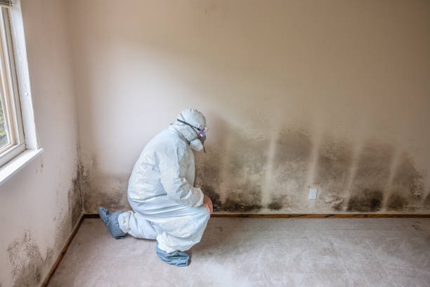 Best Kitchen Mold Remediation in Town Creek, AL