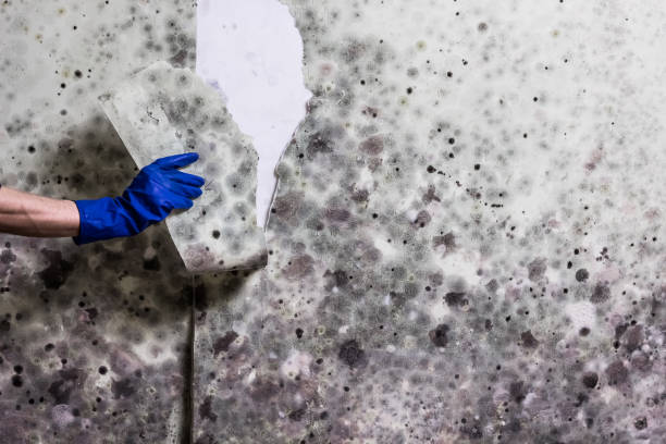Best Preventive Mold Services in Town Creek, AL
